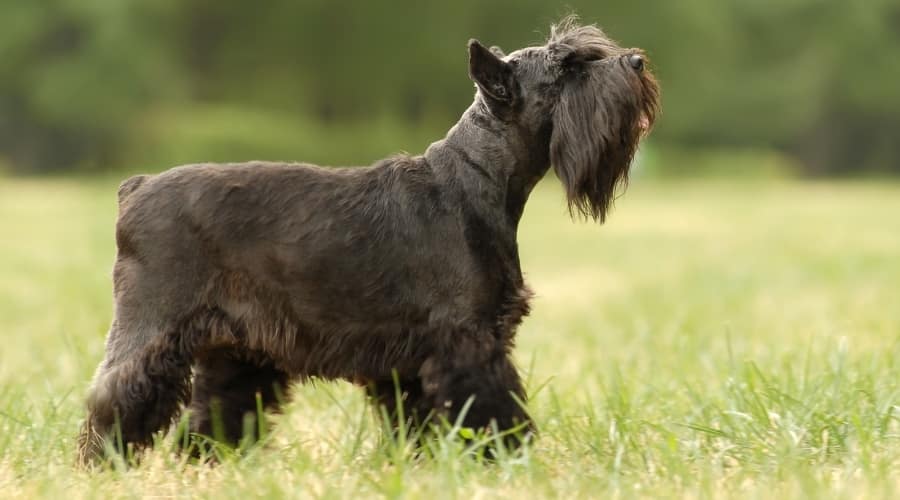 Miniature Schnauzer in Grass Field