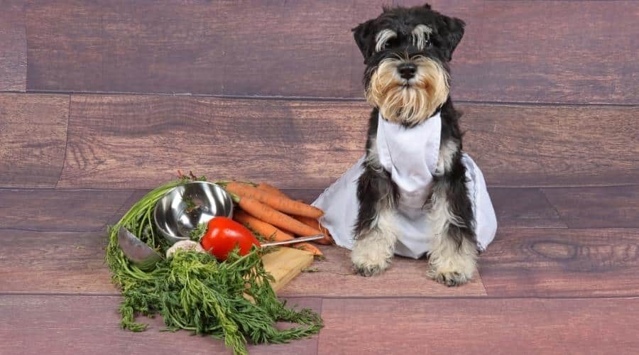 Miniature Schnauzer with veggies on wood background.