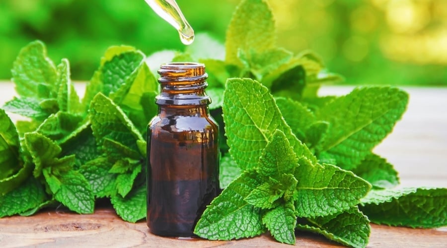 Mint Essential Oil