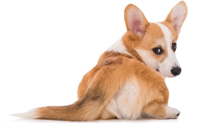 Mischief Dog