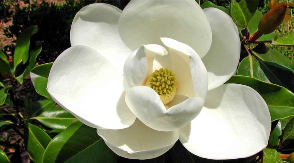 Magnolia