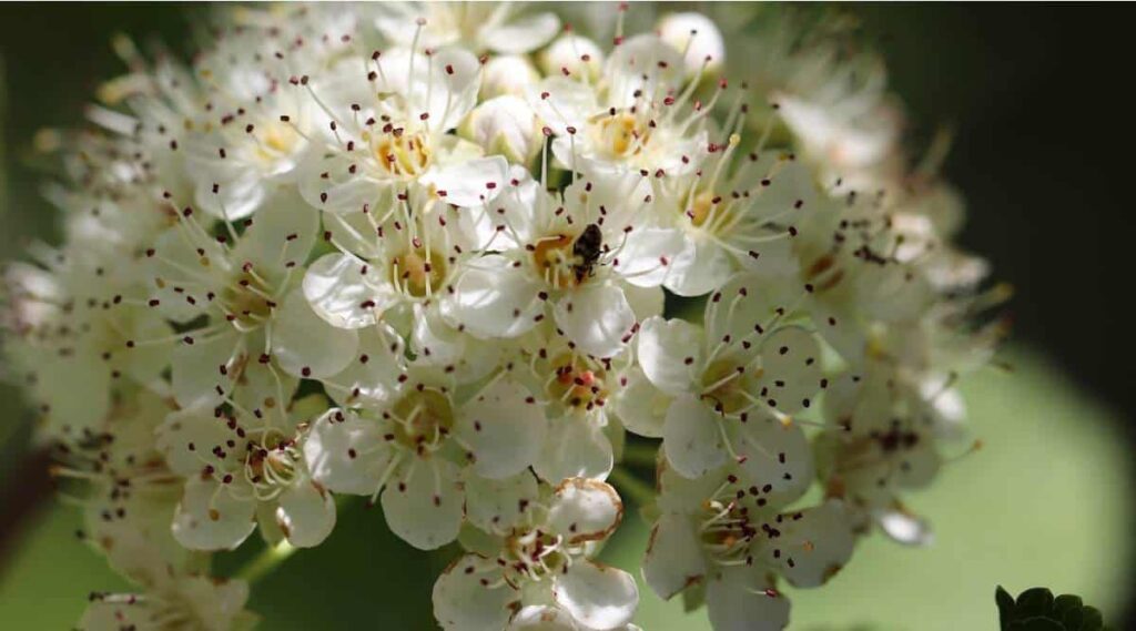 Hawthorn