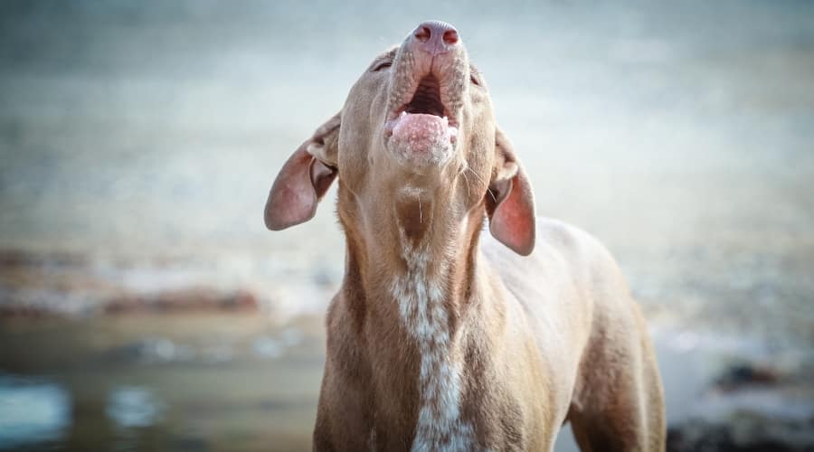 Mixed Breed Howling Dog