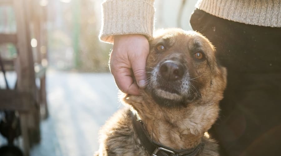 Mixed Dog Leaning on its Owner