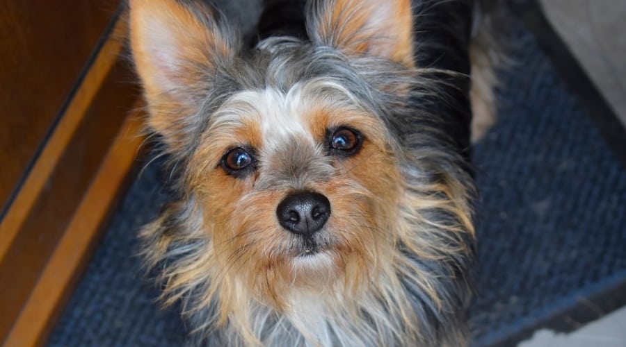 Mixed Dog Looking up at Camera