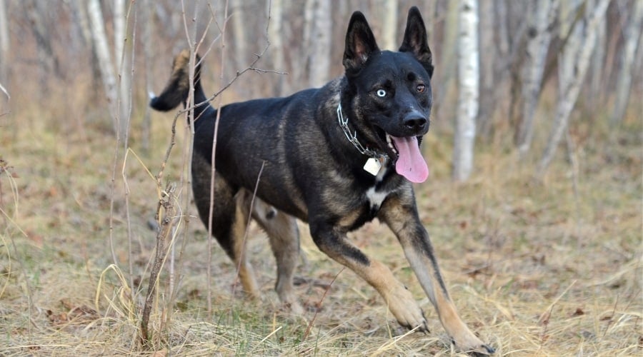 Mixed Dog Running in the Woods