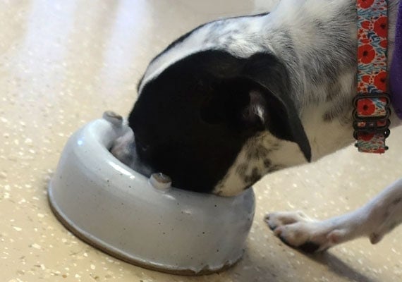 Modern Artisans no-splash ceramic dog bowl preventing sloppy drinking dog from spilling water