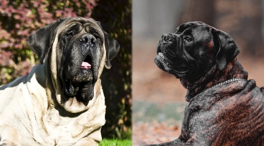 Molosser Dogs needing Groomed