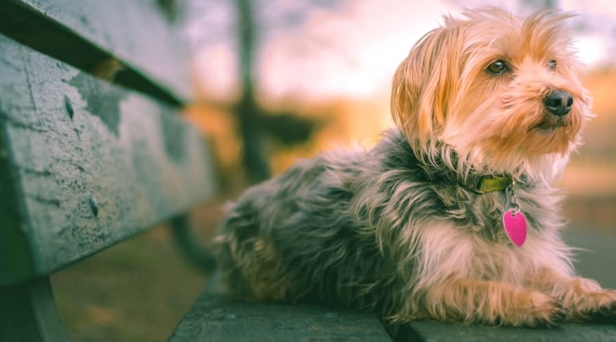 Morkie dog on Bench