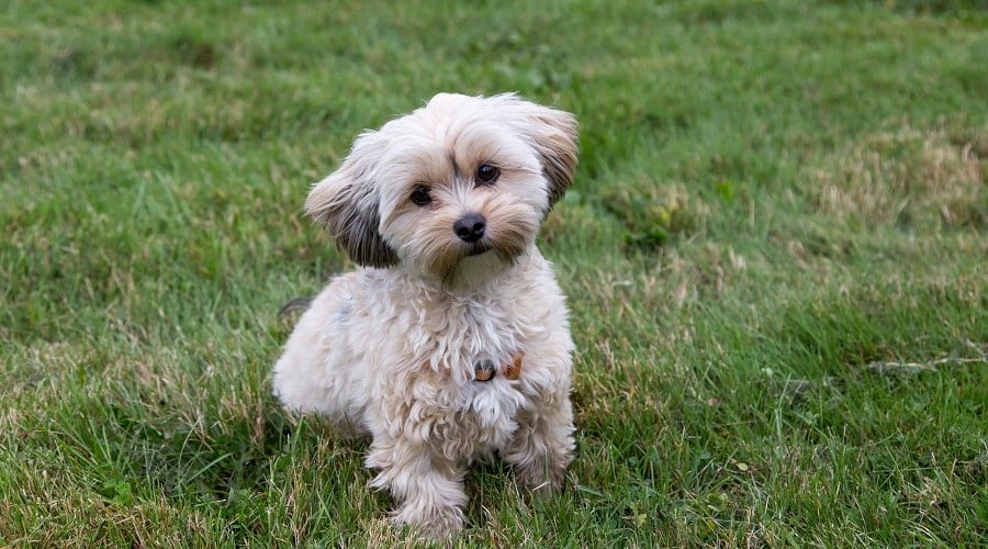 Morkie
