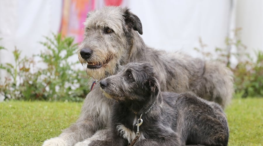 Mother Dog with Her Puppy