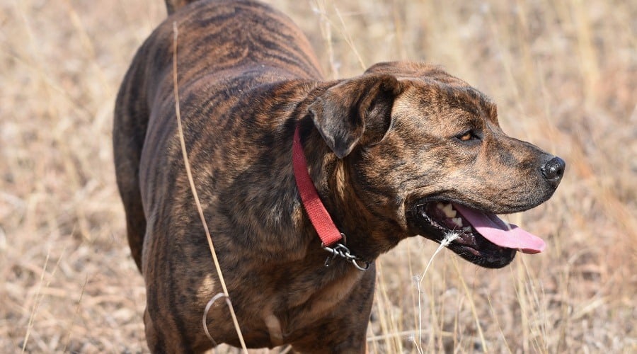 Mountain Cur outside in a field