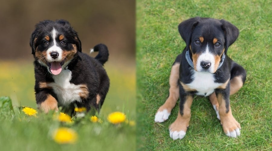 Mountain Dog Puppies