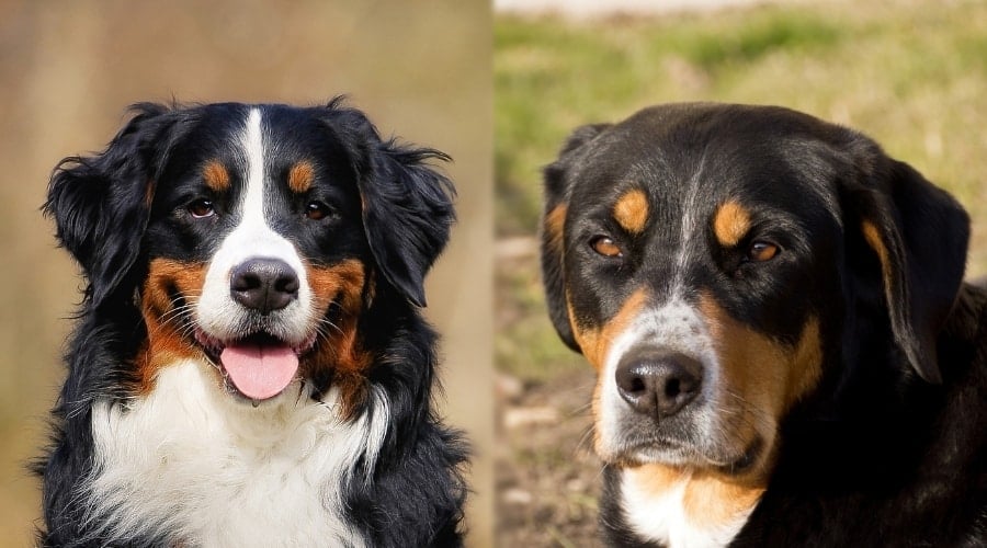 Mountain Dogs Outdoors