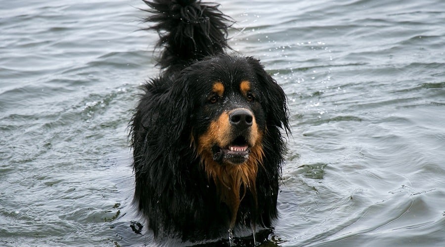 Mountain Mastiff