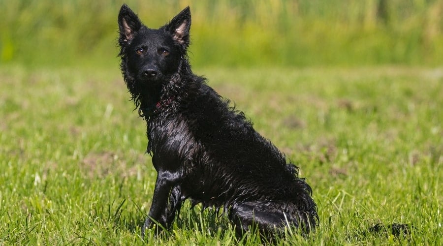 Mudi Dog in Grass Outdoors