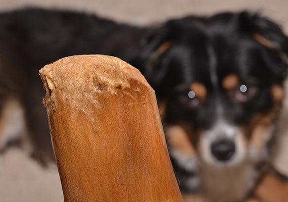 Mushy piece of ware gorilla chew that has been gnawed on by dog