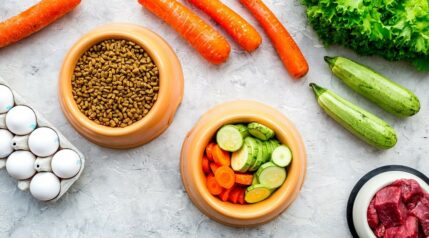 Image showcasing Best Kibble For Dogs With Sensitive Stomachs: 7 Top Picks - Canine Journal