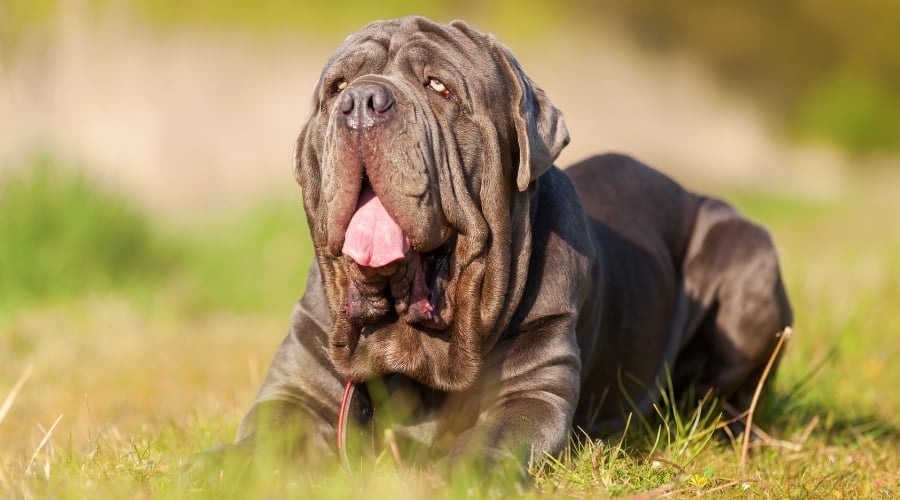 Neapolitan Mastiff sitting outside.