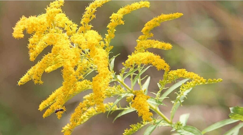 Goldenrod