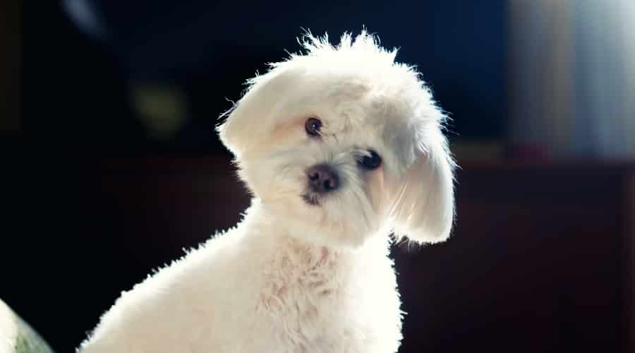 Nervous Maltese Dog