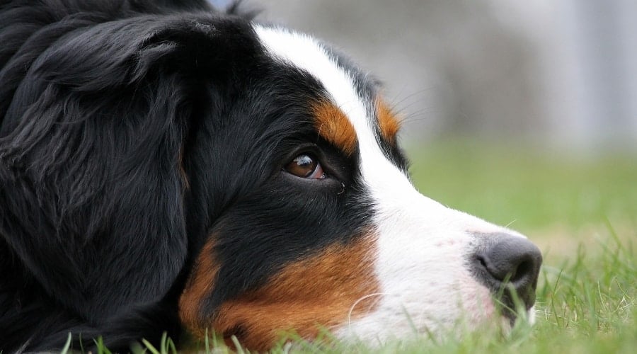 Nervous dog on Ground