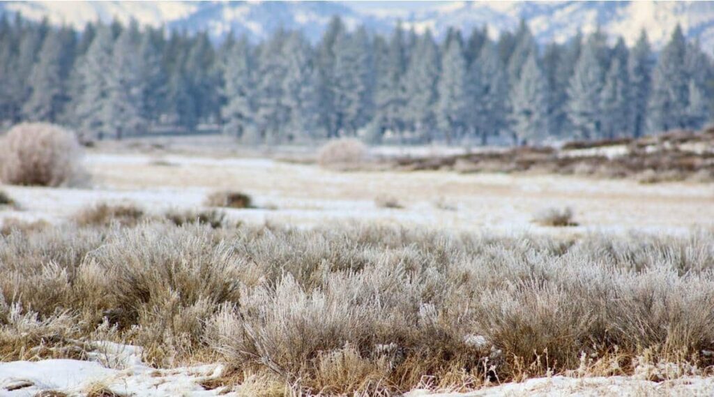 Sagebrush