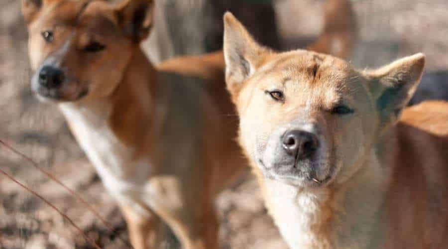 New Guinea Singing Dogs outside