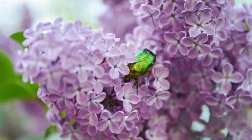 Purple Lilac