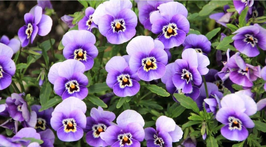 Violet