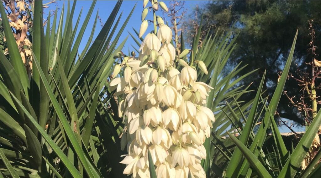 Yucca flowering plant in NM
