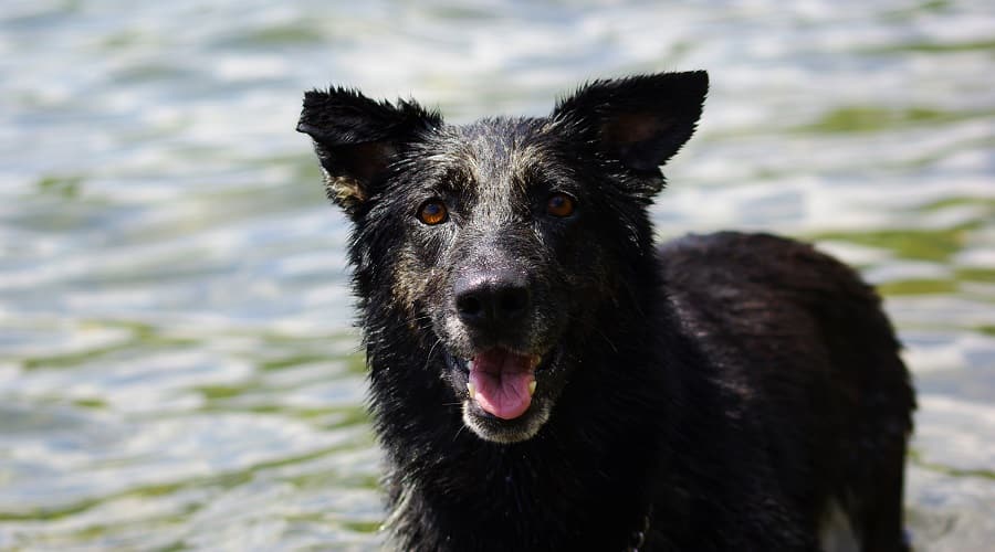 New Shepherd