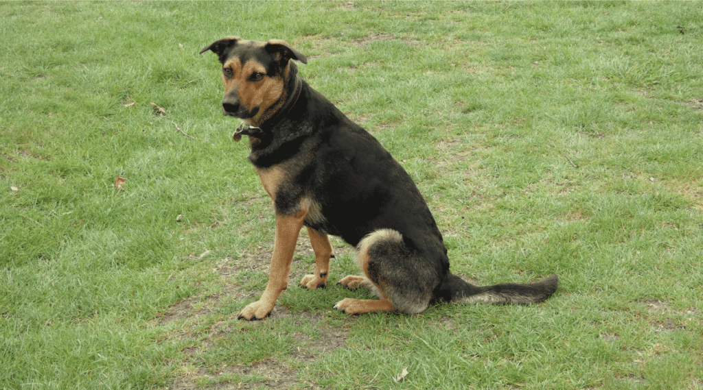 New Zealand Huntaway dog sitting in grass