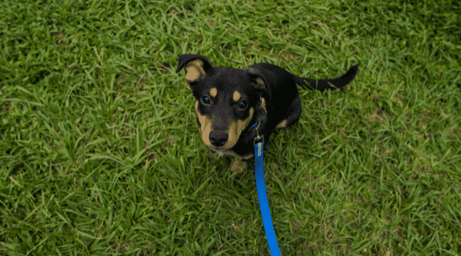 A high angle shot of a Huntaway puppy on the grass with a blue leash