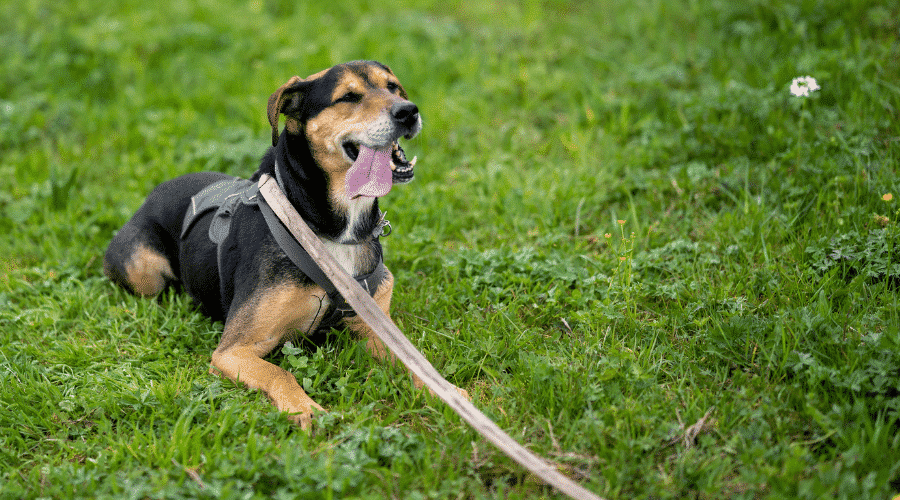 A funny huntaway dog with a leash sitting on the grass in the garden with stuck out tongue