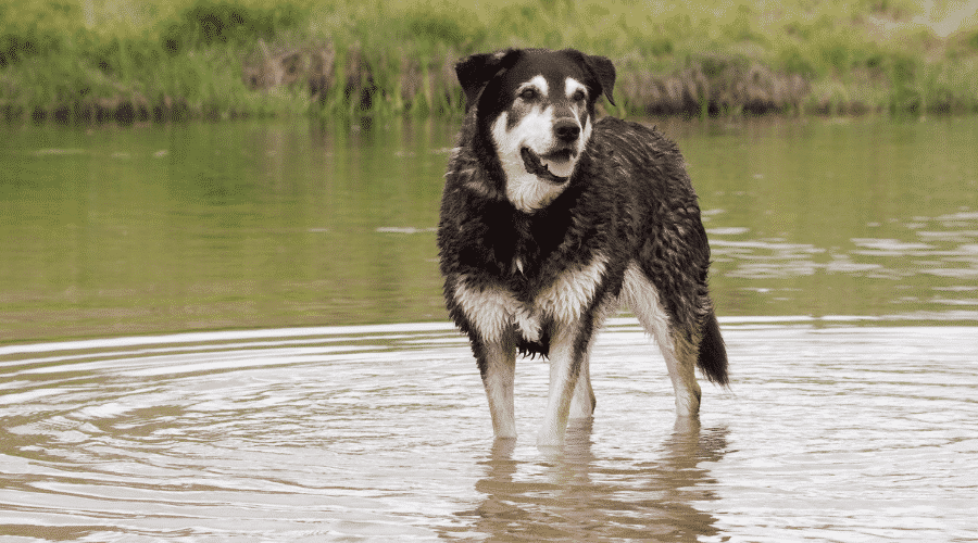 New Zealand Huntaway standing in water