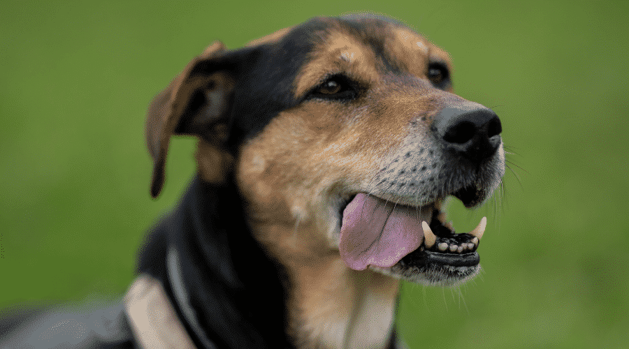 New Zealand Huntaway with tongue out