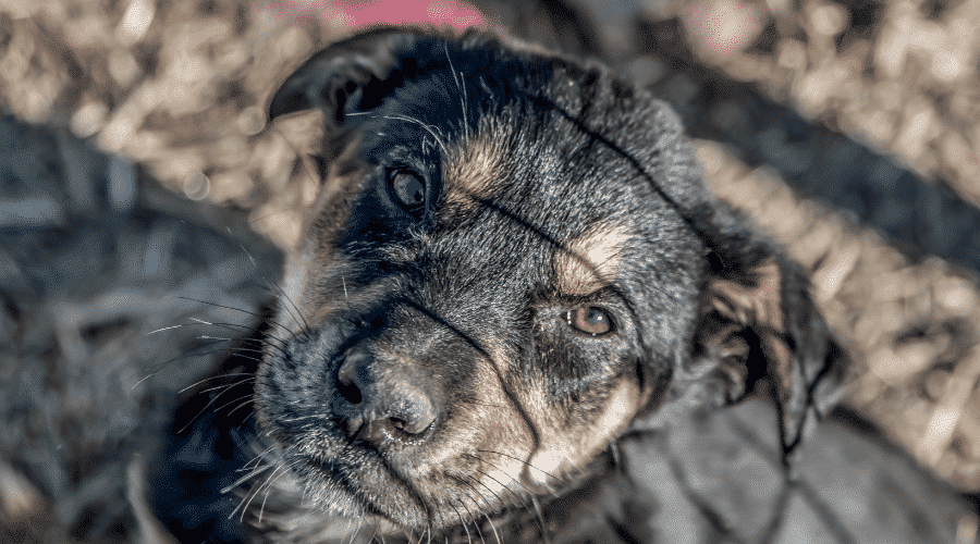 New Zealand Huntaway shelter rescue pet