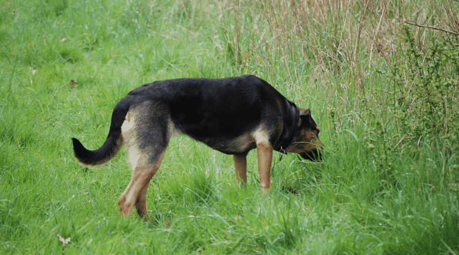 Huntaway dog enjoying the spring time sniffing grass