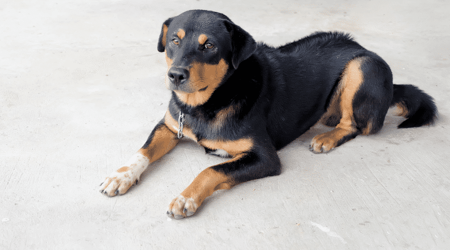 Cute Huntaway dog laying on ground