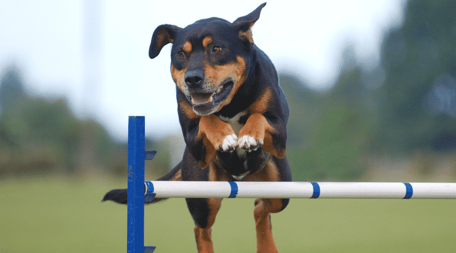 New Zealand Huntaway Competing in an agility event