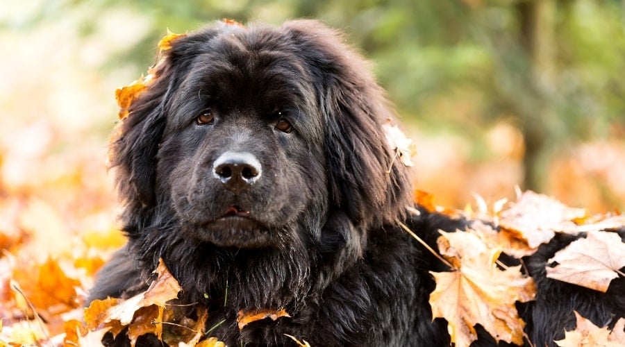 Newfie Dog Laying in Leaves in Autumn