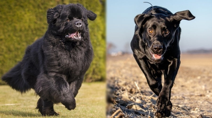 Newfie and Lab Running Outdoors