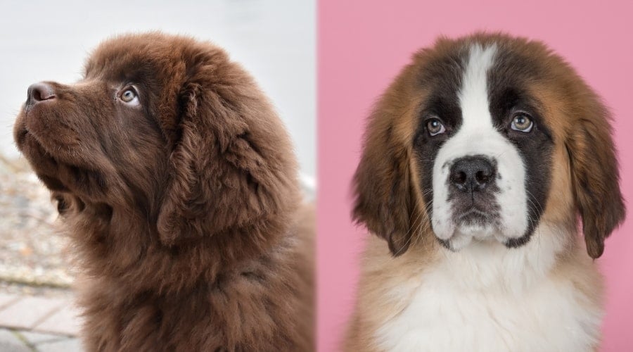 Newfie and Saint Bernard Puppies