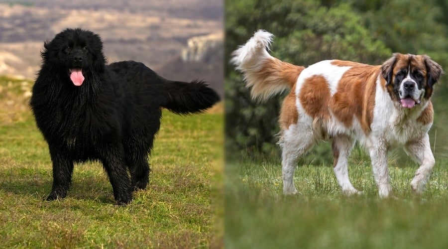 Newfie and Saint Bernard
