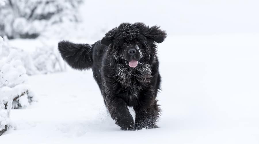 Newfie in Snow Running