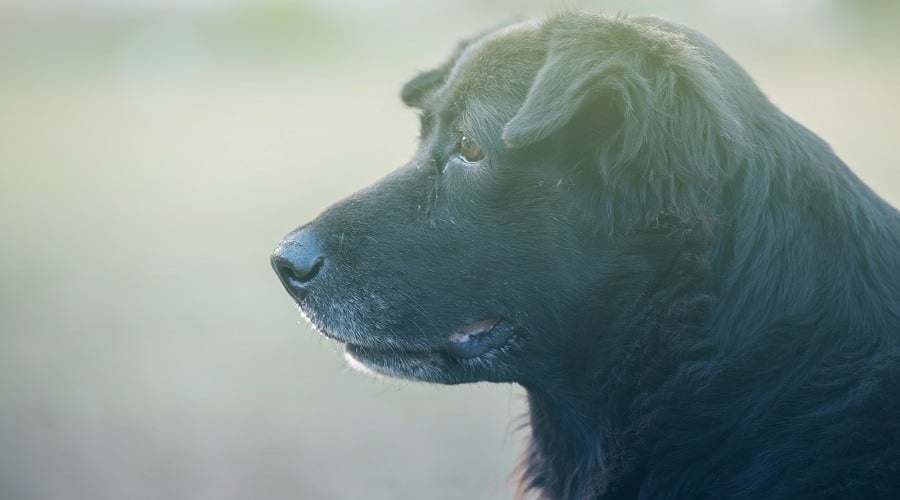 Newfoundland Akita Mix