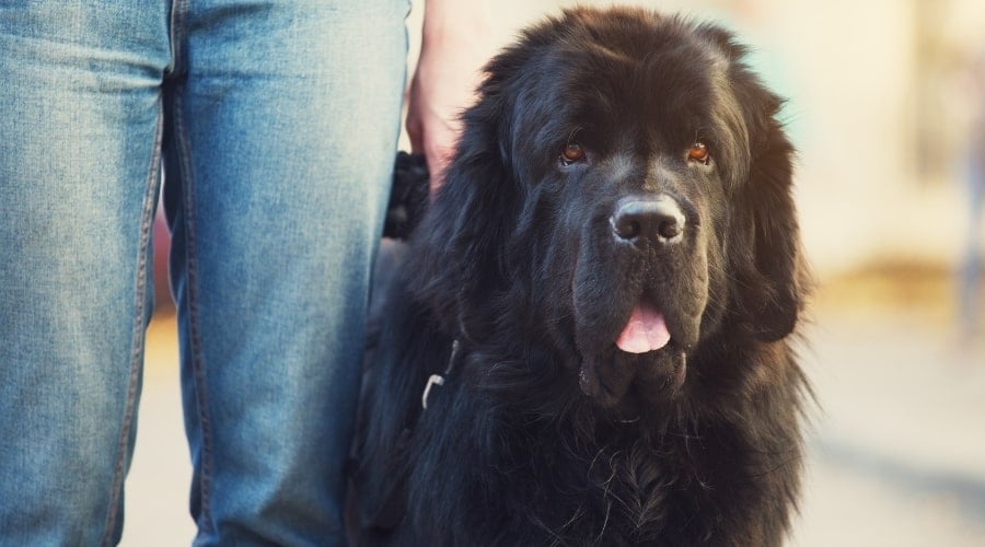Newfoundland standing next to owner.