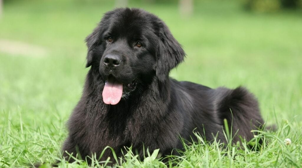 Black Newfoundland sitting in a field looking happy with tongue out.
