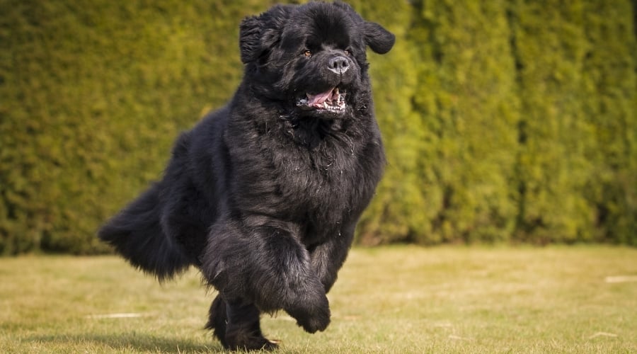 Newfoundland Dog Running in Grass Outdoors